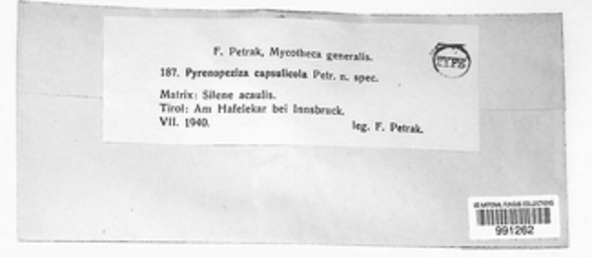 Pyrenopeziza capsulicola image